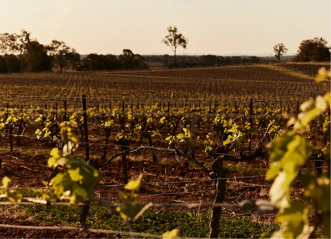 Lovedale Farm